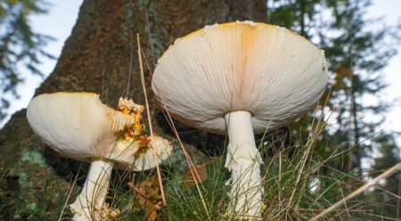 Agaric growing near a tree at fallの写真素材