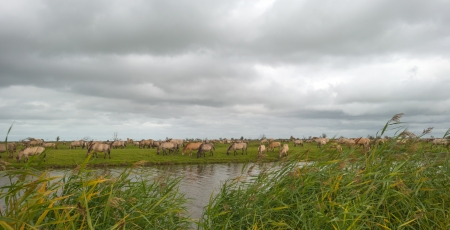 Konik horses in nature in autumnの写真素材