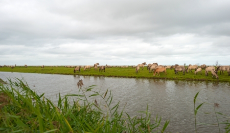 Konik horses in nature in autumnの写真素材