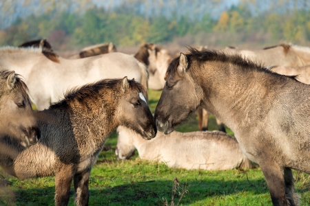 Konik horses in nature in autumnの写真素材