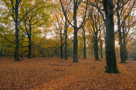 Colorful forest at fallの写真素材