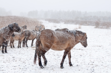 Konik horses in the snow in winterの写真素材