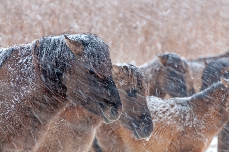 Konik horses in the snow in winterの写真素材