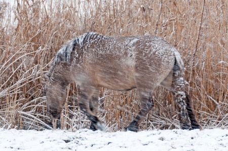 Konik horses in the snow in winterの写真素材