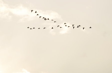 Flock of flying birdsの写真素材