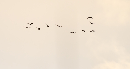 Flock of flying birdsの写真素材