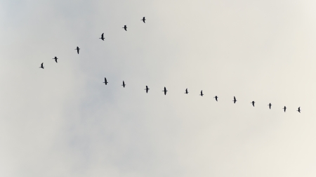 Flight of birds in the sky in winter