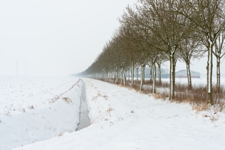 Row of trees in the snowの写真素材