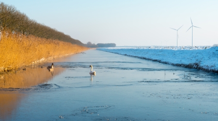 Swans swimming in an almost  frozen canalの写真素材