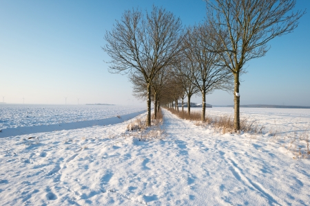 Row of trees in the snowの写真素材