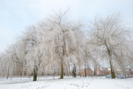 Trees in a snowy park along a lakeの写真素材