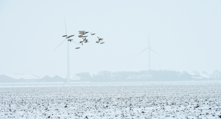 Ducks flying over a snowy countrysideの写真素材