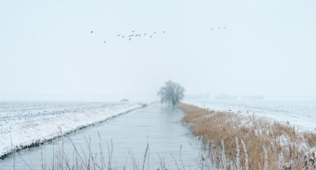 Frozen reed along a canal in winter