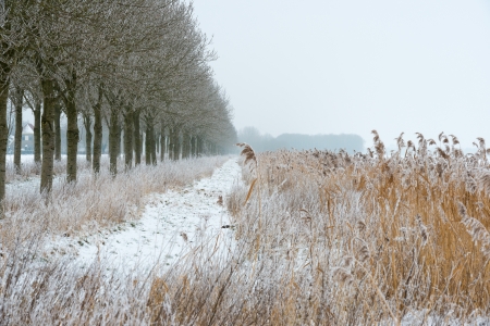 Trees and reed on a snowy fieldの写真素材