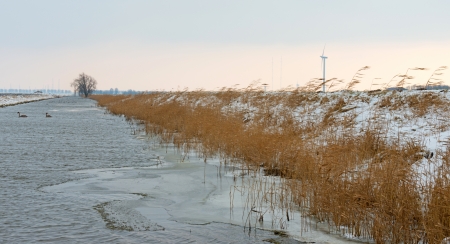 Swans in a canal in winterの写真素材