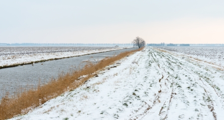 Swans in a canal in winterの写真素材