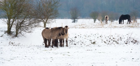 Herd of Konik horses in the snow in winterの写真素材