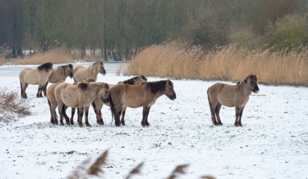 Herd of Konik horses in the snow in winterの写真素材