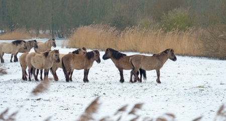 Herd of Konik horses in the snow in winterの写真素材