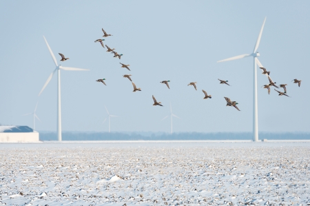 Ducks flying over a snowy countrysideの写真素材