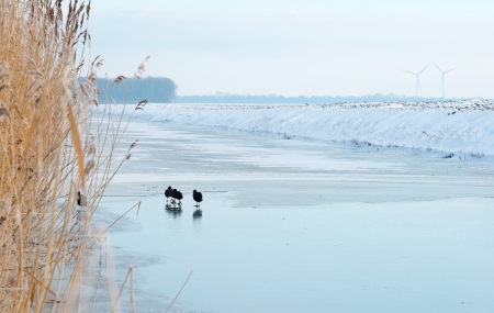 Coots walking on ice in winterの写真素材