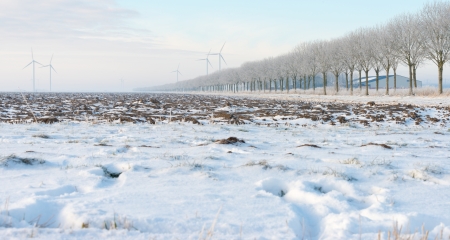 Trees in a snowy winterの写真素材
