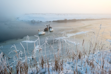 Swans in a frozen canal at sunriseの写真素材