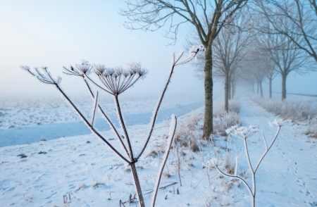 Plant with hoarfrost at dawnの写真素材
