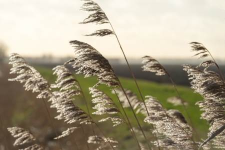 Reed waving in wind and sunlight