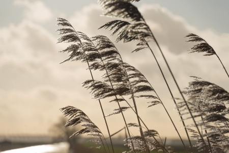 Reed waving in wind and sunlightの写真素材