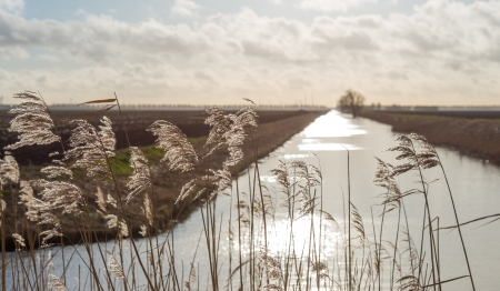 Reed waving in wind and sunlightの写真素材