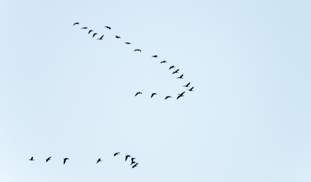 Migrating geese in winterの写真素材