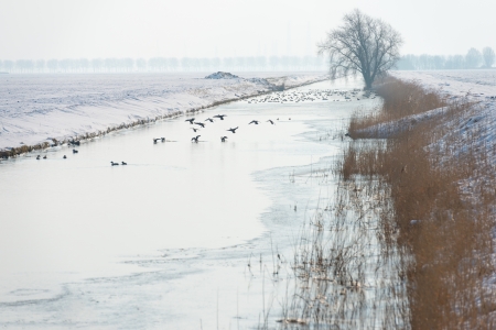 Ducks flying over a canal in winterの写真素材