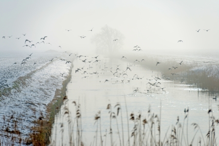 Ducks flying over a snowy countryside の写真素材