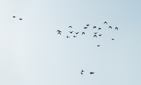 Geese flying in formation in winterの写真素材