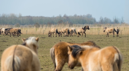 Herd of Konik horses in nature in winterの写真素材