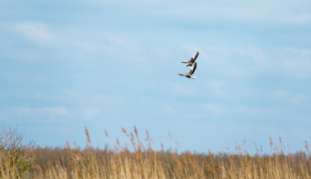 Two geese flying over nature in spring