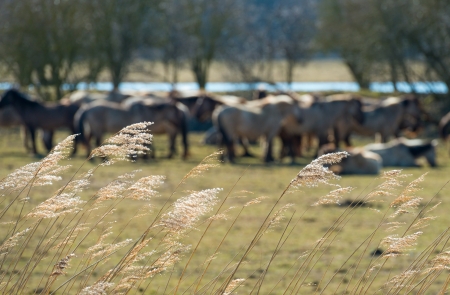 Konik horses in nature in springの写真素材