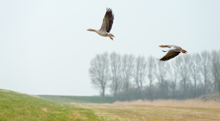 Geese flying over nature in springの写真素材