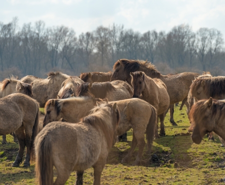 Herd of Konik horses in nature in springの写真素材