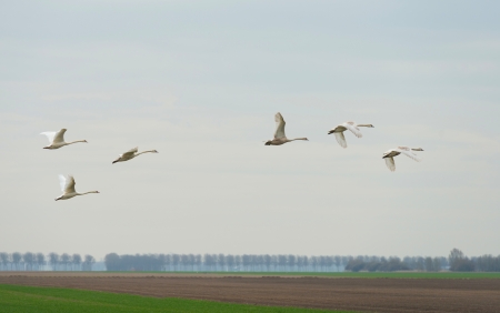 Swans flying over a fieldの写真素材