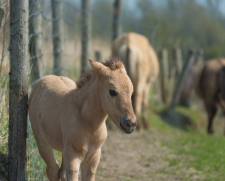 Konik foal near a fence in springの写真素材