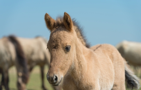 Konik foal in a herd in springの写真素材