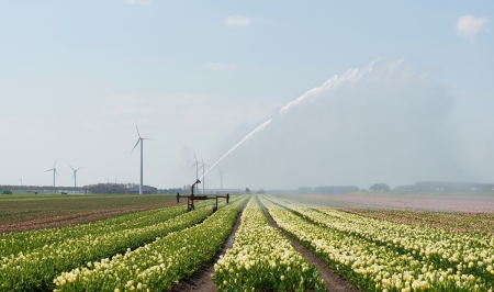 Blooming tulips in a field in spring