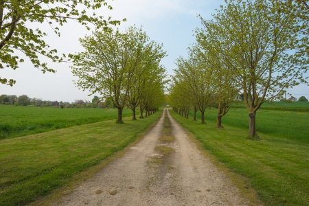 Path through a row of treesの写真素材