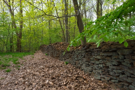 Wall through a forest in springの写真素材