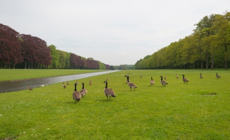 Egyptian geese along a river through a parkの写真素材