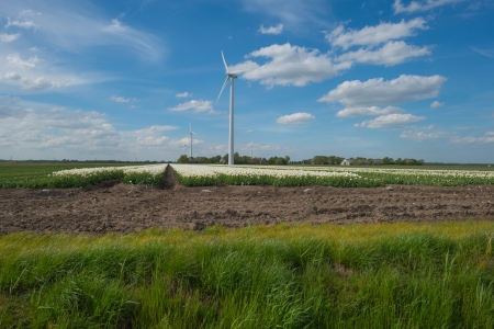 Field of tulips in springの写真素材