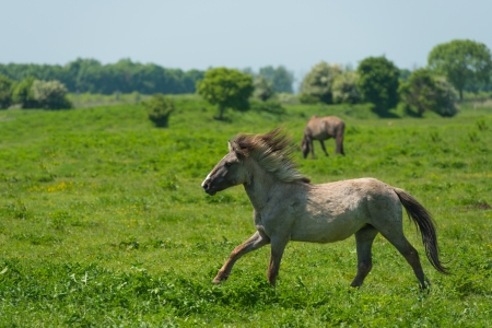 Wild horse running in a sunny meadowの写真素材