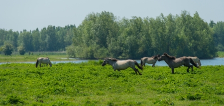 Wild horses running in a sunny meadowの写真素材